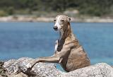WHIPPET 057